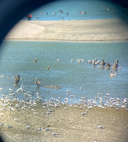 Birds San Juan Creek Estuary-1